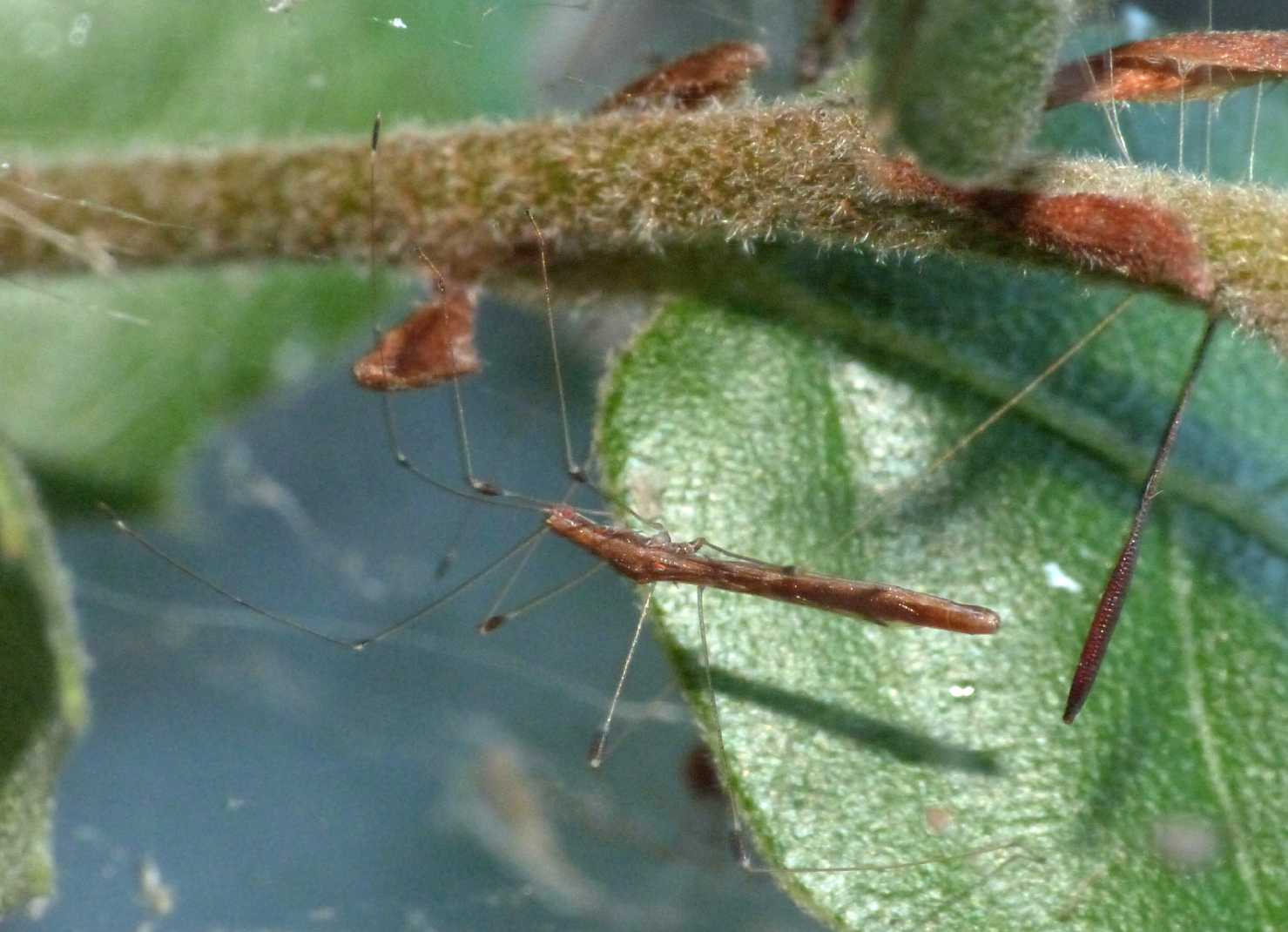 Apoplymus pectoralis su tela di Agelena labyrinthica